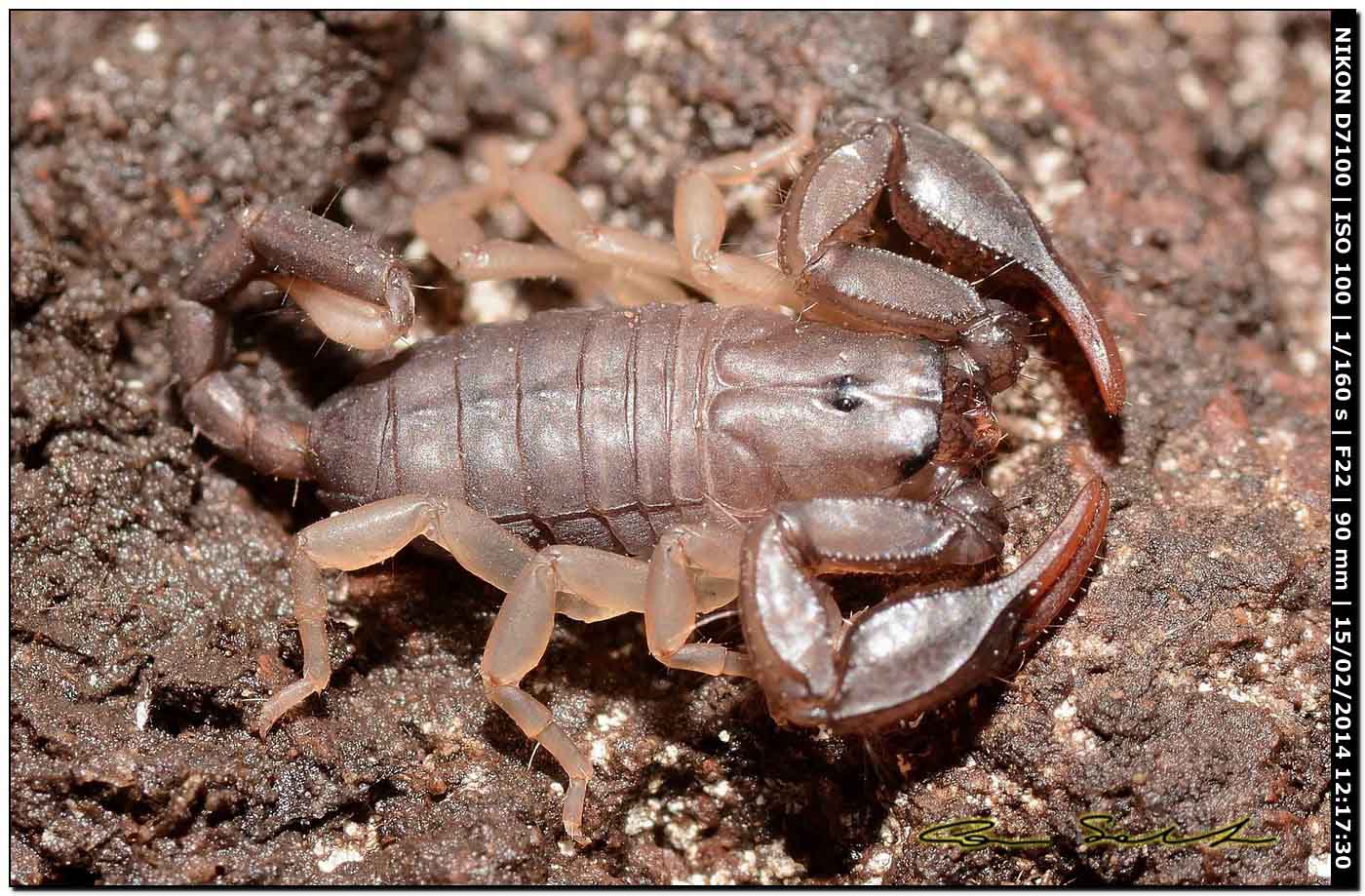 Euscorpius flavicaudis da Alghero (SS)